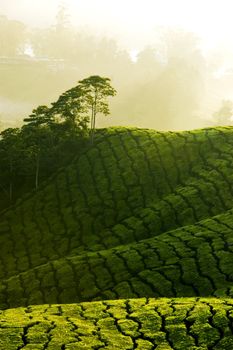 misty morning in tea farm at Cameron Highland Malaysia 