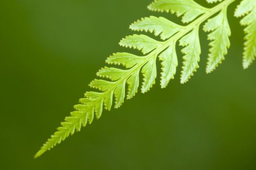 Macro of waterdrop on a green leaf after rain 