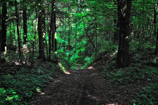 Forest path in the shade of trees and shrubs