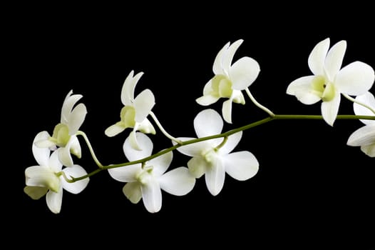 White orchid flower isolated on black 
