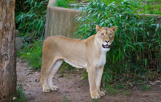 Female lion standing on all fours with mouth open while growling.