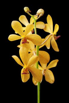 Close up yellow orchid isolated on black.