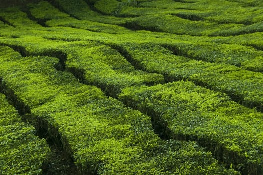 Tea plantation in row, Cameron Highland, Malaysia.