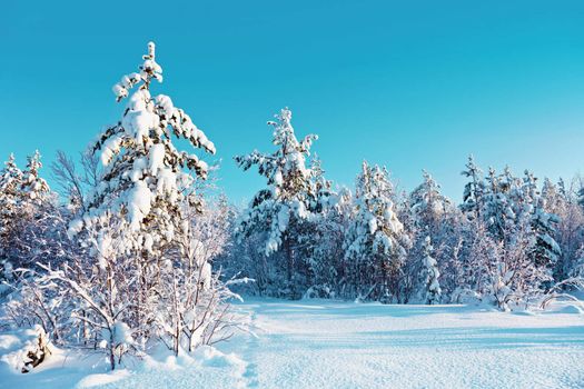 Winter snow forest with pine trees. Russia