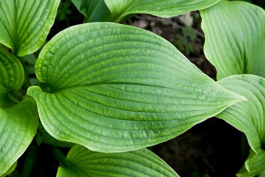 detailed macro shot of leaf of hosta montana