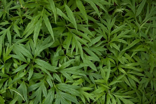 datailed shot of leafs of paeonia veitchii