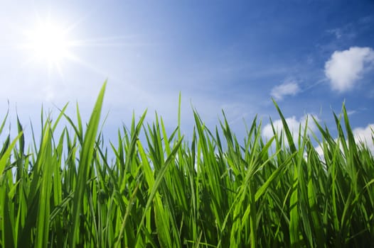 green grass and sky 
