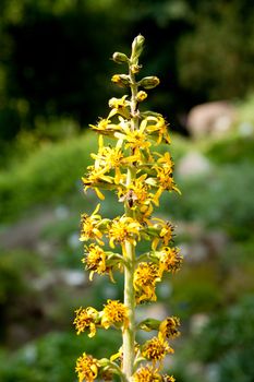 detailed macro shot of flower of ligularia fischeri