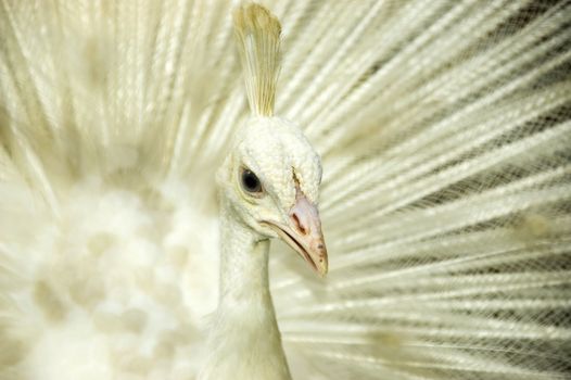 White peacock. Origin from India and Sri Lanka.