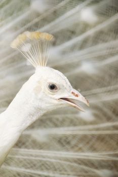 A  male white peacock displaying its feather.
