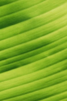 Green Tropical Leaf Veins Close-up Texture (Background)