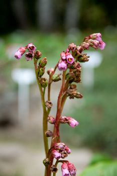 detailed macro shot of flower of thymus praecos