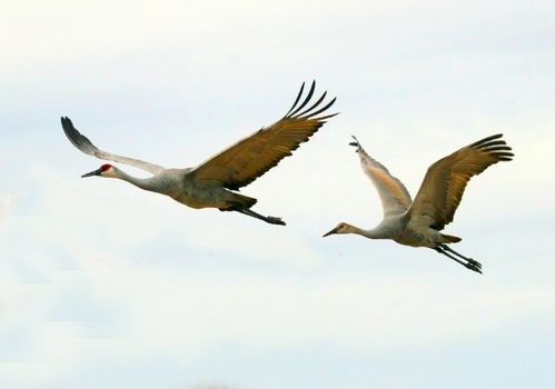 Two sandhill cranes (Grus canandensis) fly overhead against a pale sky. They are one of the largest cranes in North America.