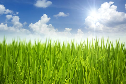 Fresh green grass and sky in a morning.