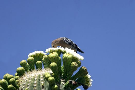 Bird sipping nectar from saguaro cactus blossoms