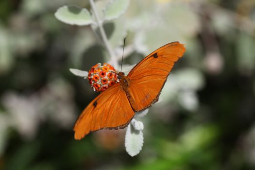 Orange butterfly (Julia Heliconian) on globe shaped flower pod