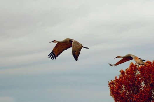 A pair of Sandhill Cranes (Grus canadensis) flying over the tree tops in Bosque del Apache, New Mexico.