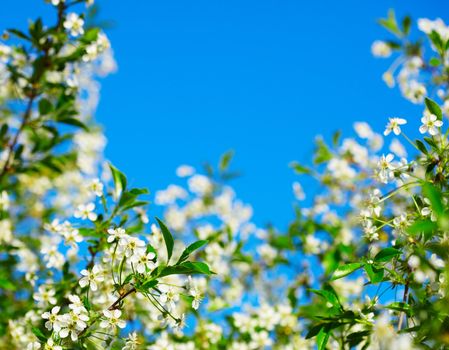 The frame of the cherry blossoms against the blue sky