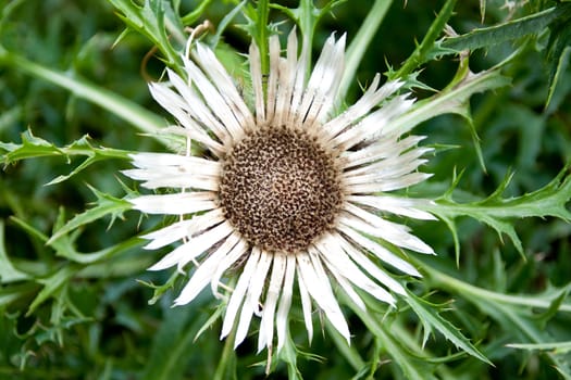 detailed shot of flower named carlina agrulis