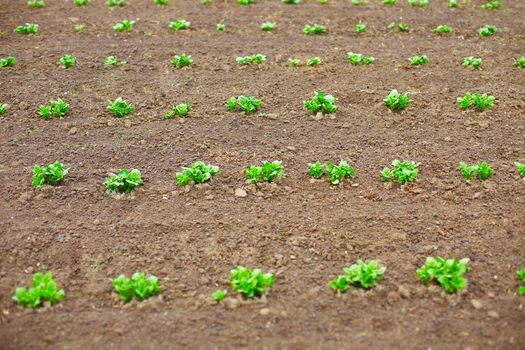 Young potato shoots in the spring tillage - rows