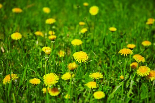 Dandelions bloom in the spring field - close-up