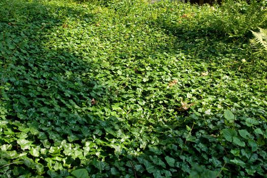 floor made of small green plants growing in forest