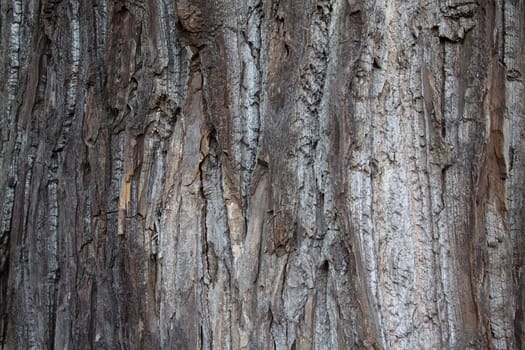 detailed macro shot of tree populus canadensis