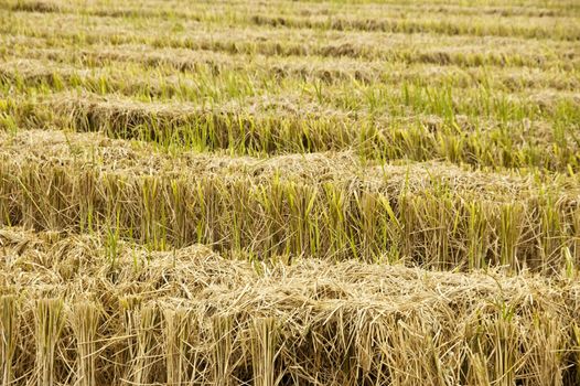 View of dried paddy rice field after harvesting.