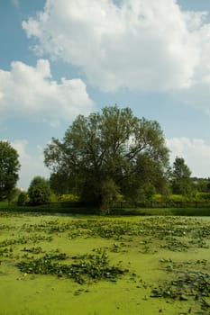 clean, ecological terrains with trees and swamps