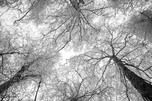 Standing between snowy trees looking to the sky - horizontal black and white image