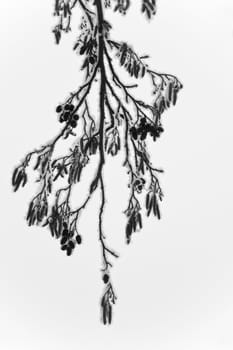 Branch of Alder with male and female catkins covered with snow in winter - vertical black and white image
