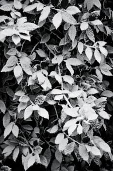 Branches with leaves with snow in winter - vertical black and white image 