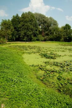 clean, ecological terrains with trees and swamps