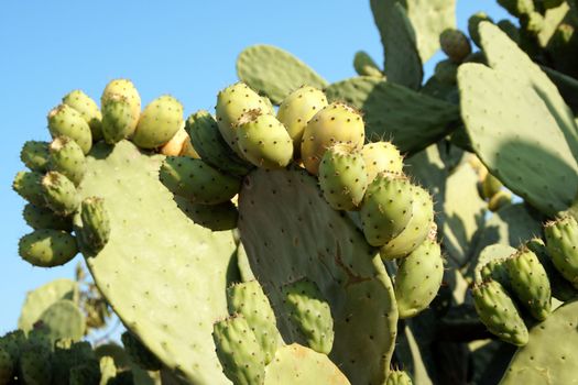 Detail of a wild indian fig plant with ripe and unripe fruits from Apulia in Italy.