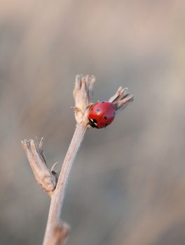 Ladybird on the dead stem