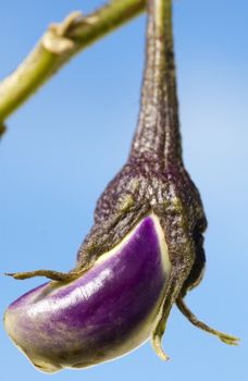 Aubergine in young stage, sky as background.