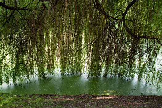 clean, ecological terrains with trees and swamps