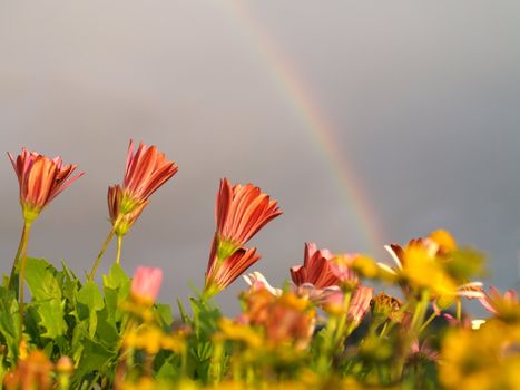garden flowers and rainbow