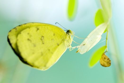 Close up butterfly 