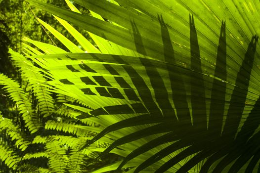 Sun shining to the palm leaf in tropical forest.