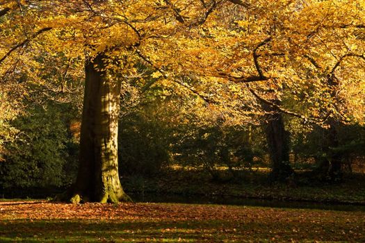 The last silent golden day of november. Storm is coming.