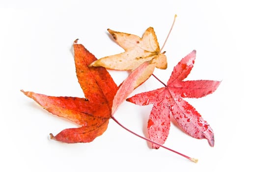 Wet and rainy autumn leaves in natural light