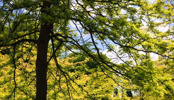 View into a lush green maple tree
