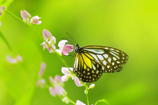 Parantica aspasia (Yellow Glassy Tiger) feeding on flower.