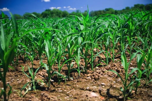 Row of corn on an agricultural field.