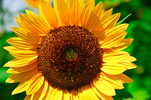 fresh sunflower on blue sky as background
