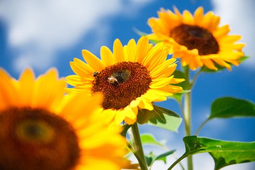 fresh sunflower on blue sky as background