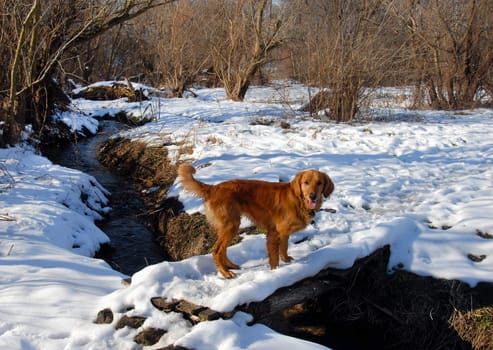 golden retriever dog standing on wooden bridge over rural landscape at winter