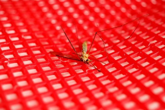 dead mosquito on a read swatter