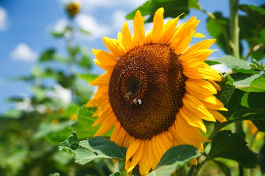 fresh sunflower on blue sky as background